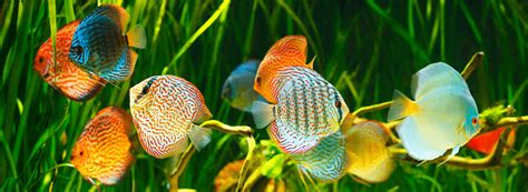 discus fish for sale near me|Wattley Discus .
